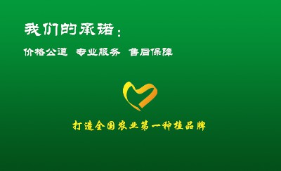 简约绿色白底名片设计